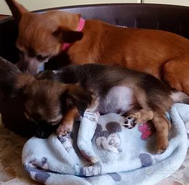 Cucciolo di chihuahua