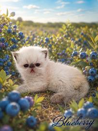 Persiana 