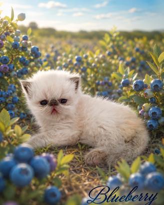 Persiana 