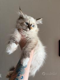 Gattini siberiani con pedigree ANFI