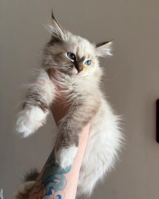 Gattini siberiani con pedigree ANFI