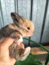 Conigli Testa di Leone