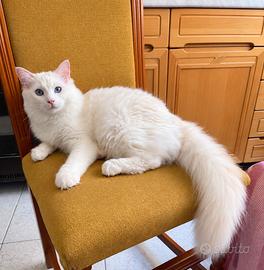 Cucciolo Ragdoll