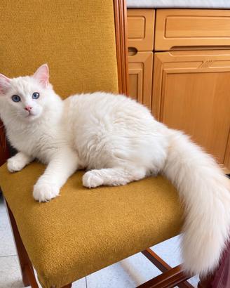 Cucciolo Ragdoll