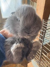 Coniglietti testa di leone