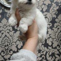 Mini cuccioli di maltese toy femmine