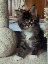 Cuccioli Maine Coon con Pedigree