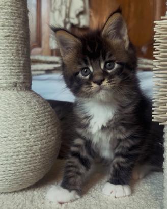 Cuccioli Maine Coon con Pedigree