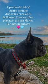 Bulldogue francese