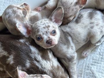 Chihuahua