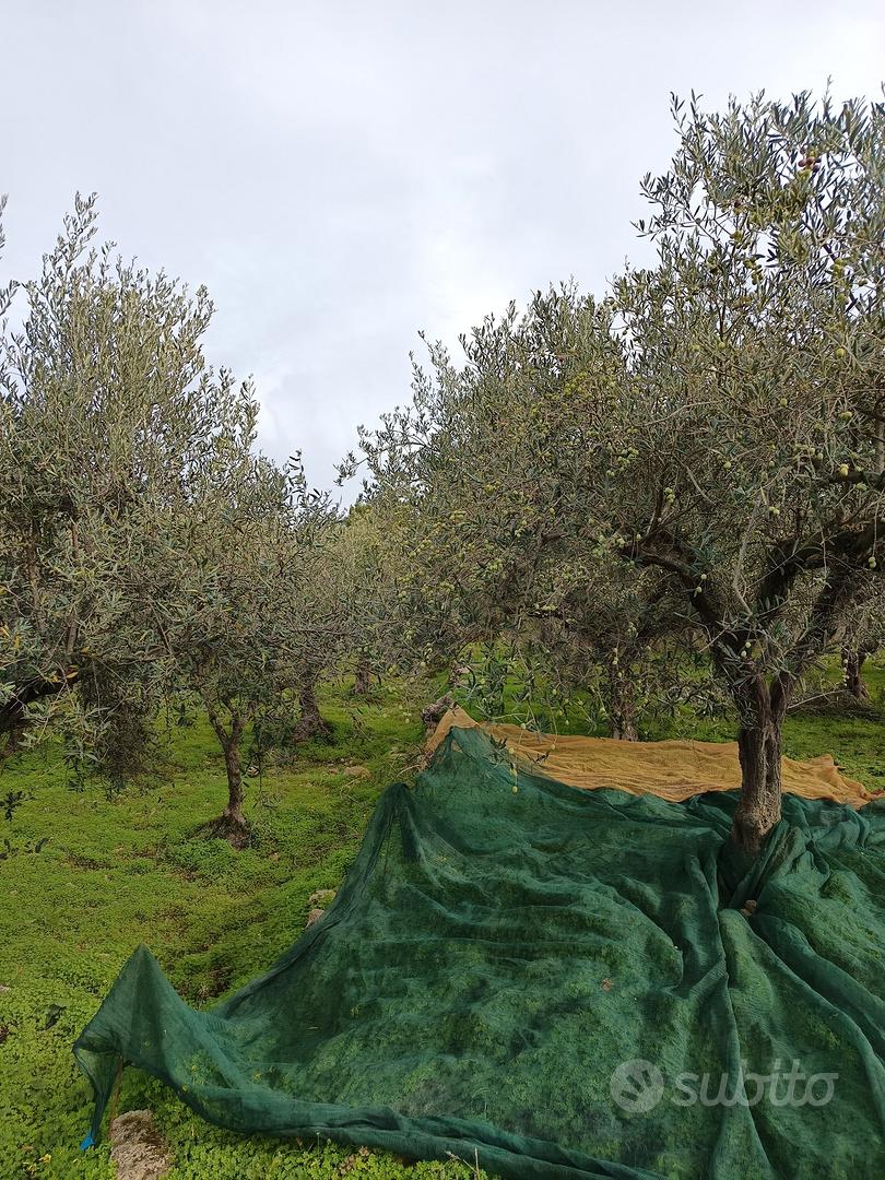 Terreno di 2500 mq uliveto - Vista 4