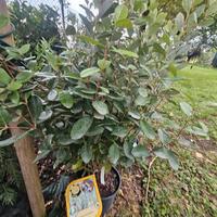 PIANTA FEIJOA