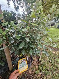 PIANTA FEIJOA