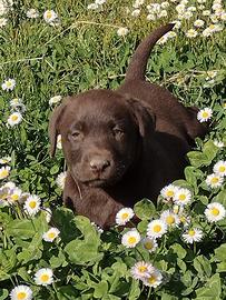 Cuccioli labrador chocolate cioccolato