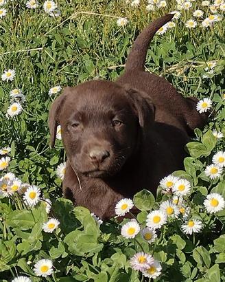 Cuccioli labrador chocolate cioccolato