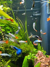 Guppy show , Endler , Ancistrus, Pulcer