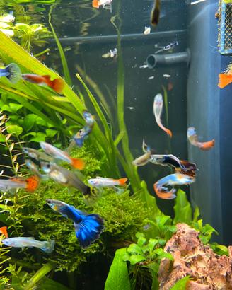 Guppy show , Endler , Ancistrus, Pulcer