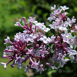 Pianta lilla syringa microphylla superba h 25cm