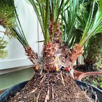 Palme nane o Palme di San Pietro 