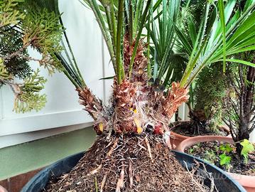 Palme nane o Palme di San Pietro 