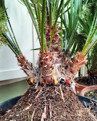 Palme nane o Palme di San Pietro 