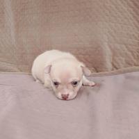 Cucciolo di chihuahua