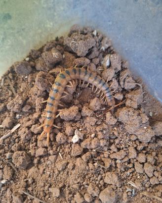 Scolopendra