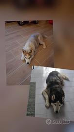 Maschio di Siberian Husky per accoppiamento
