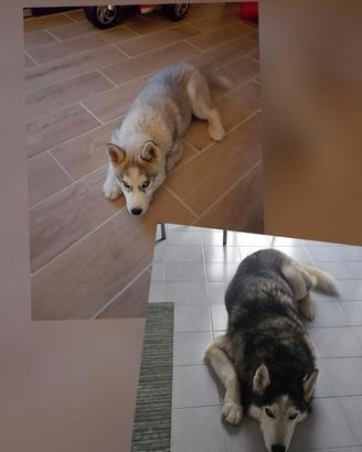 Maschio di Siberian Husky per accoppiamento