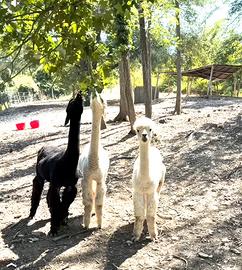 Alpaca femmina 2 anni