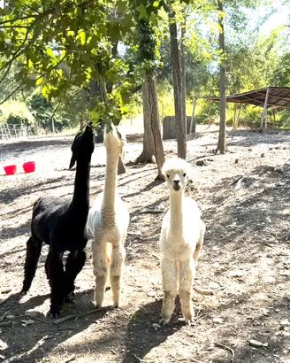 Alpaca femmina 2 anni