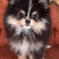 Spitz pomerania