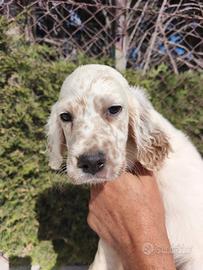 Cuccioli di setter inglese