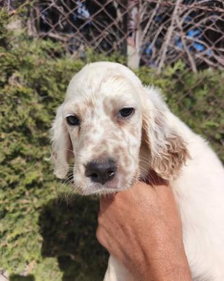 Cuccioli di setter inglese