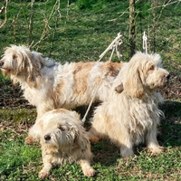 Tre segugi