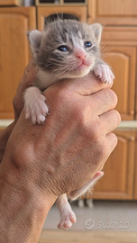 Gattini cuccioli