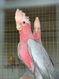 Cacatua roseicapilla