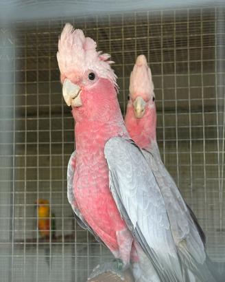 Cacatua roseicapilla