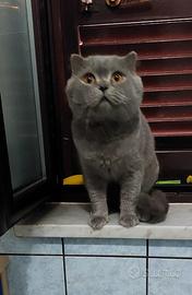 Scottish fold per accoppiamento 