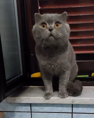 Scottish fold per accoppiamento 