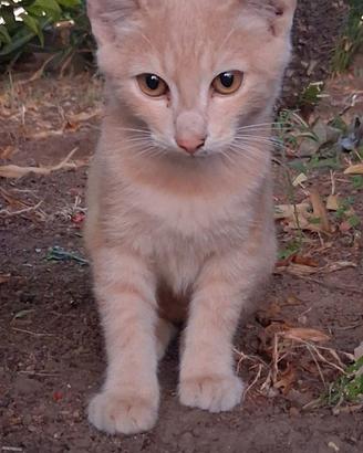 Gattini