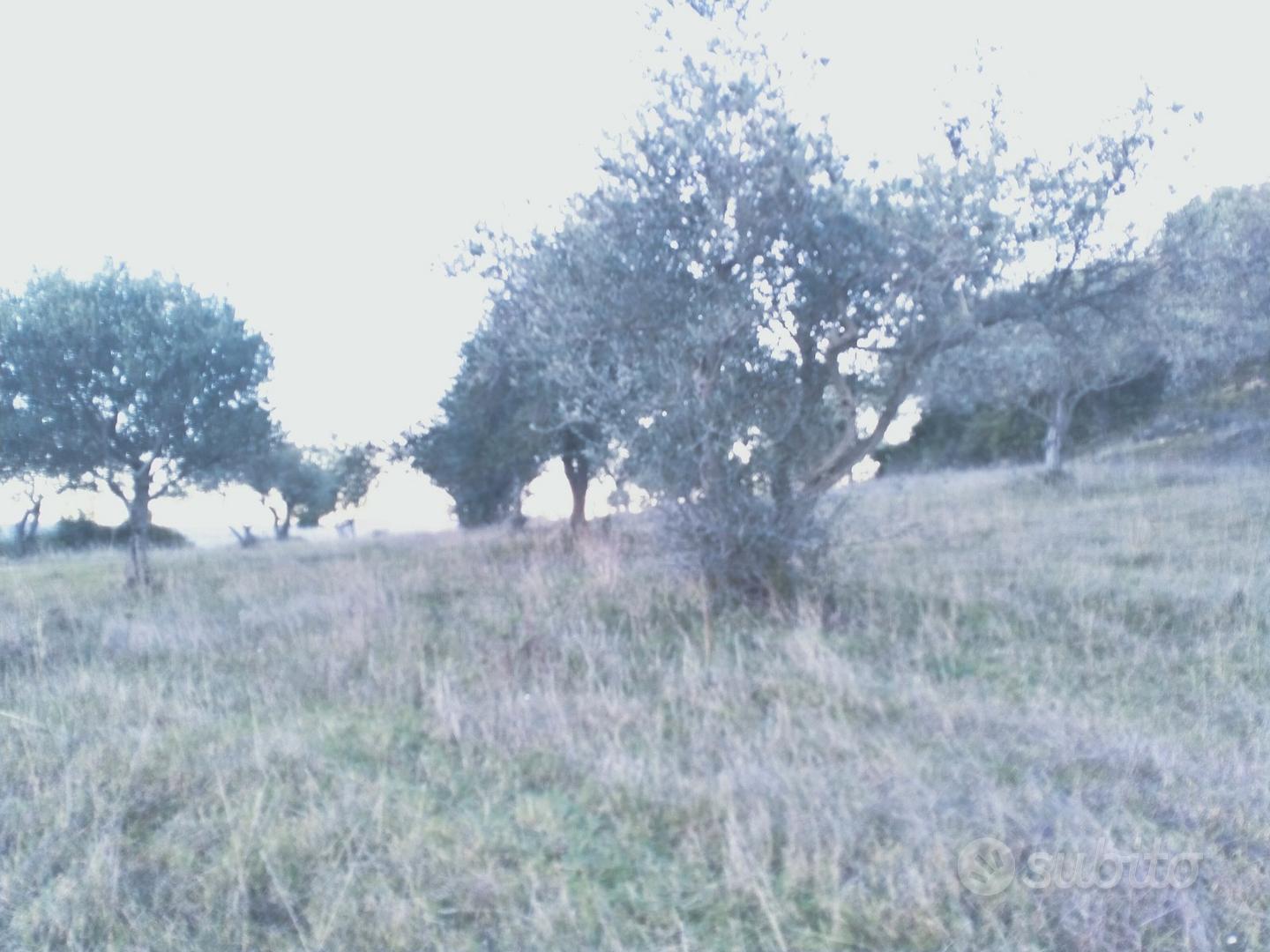 Oliveto terreno martis (SS) - Vista 5