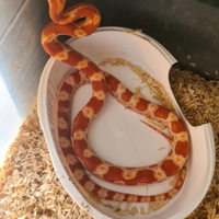 Pantherophis guttatus 50% het Scaleless