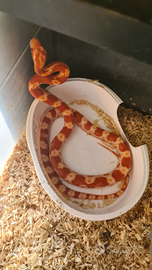 Pantherophis guttatus 50% het Scaleless