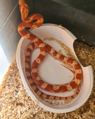 Pantherophis guttatus 50% het Scaleless