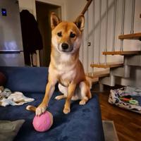 Shiba Inu per riproduzione