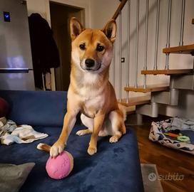 Shiba Inu per riproduzione