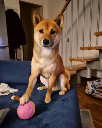 Shiba Inu per riproduzione