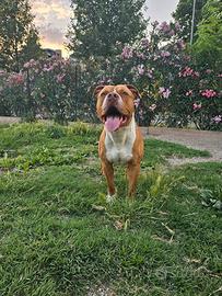 cane di 1 anno e mezzo 