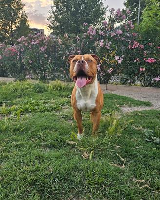 cane di 1 anno e mezzo 
